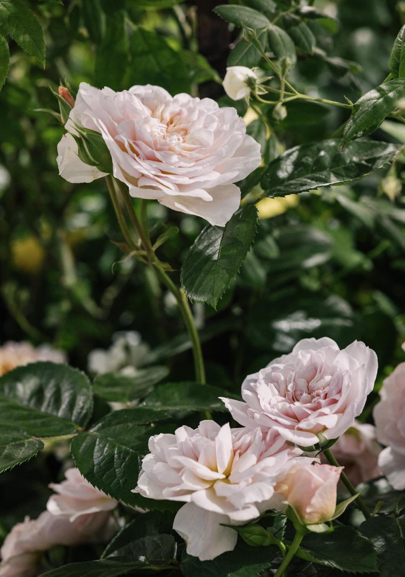 Emily bronte pink rose bred by David Austin