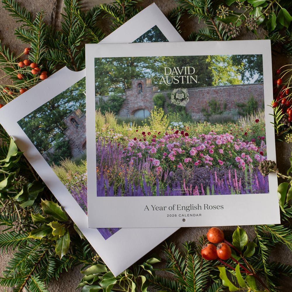 David Austin Wall Calendar in a festive setting