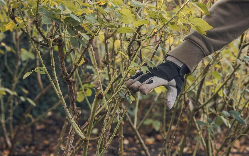 Person showing height of where to prune
