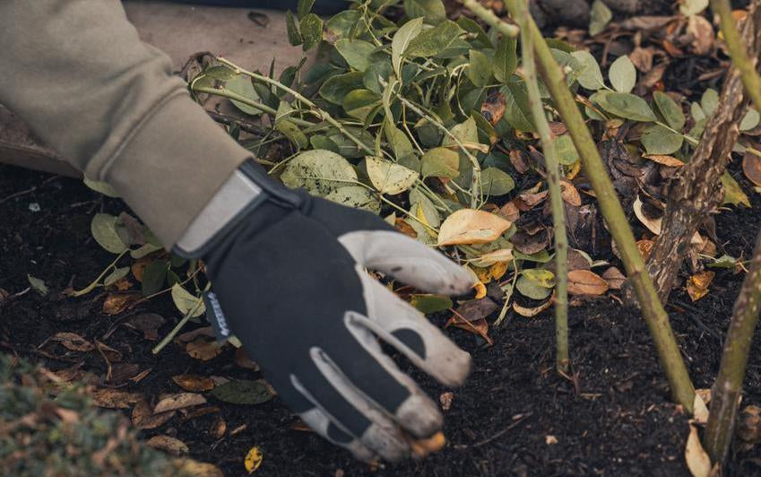 Person gathering old foliage and stems from the ground