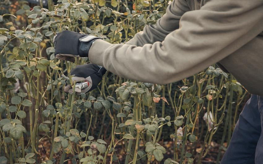 Person pruning a English shrub rose