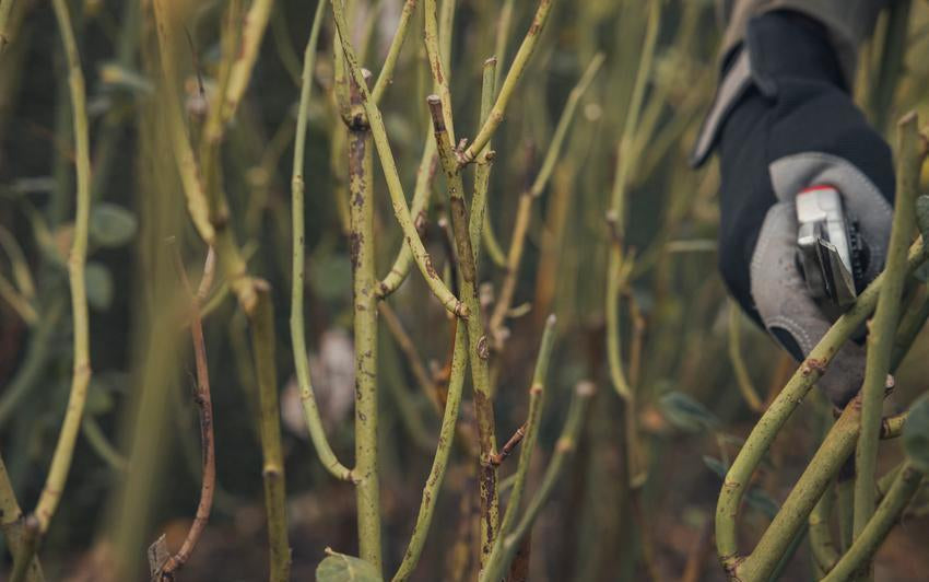 Person pruning a English shrub rose