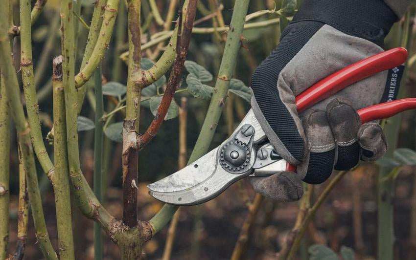 Person pointing secateurs at dead stem on a English rose