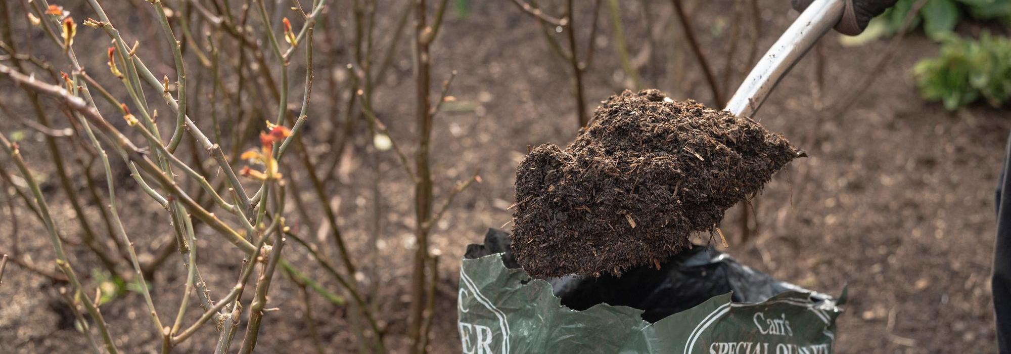 Person holding a spade with soil improver to mulch a rose