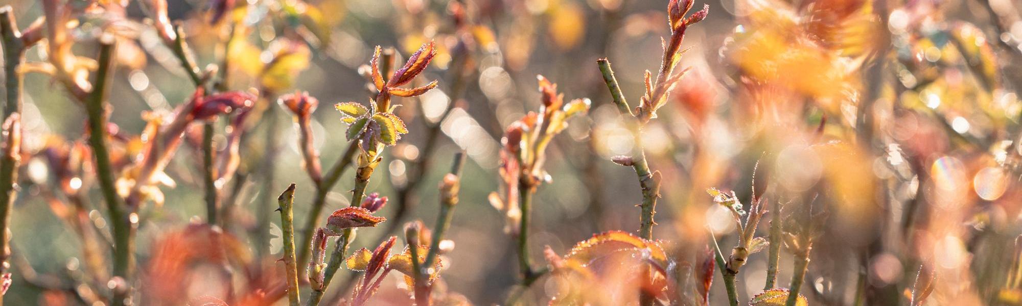 red Spring_Shoot_NewGrowth David Austin rose