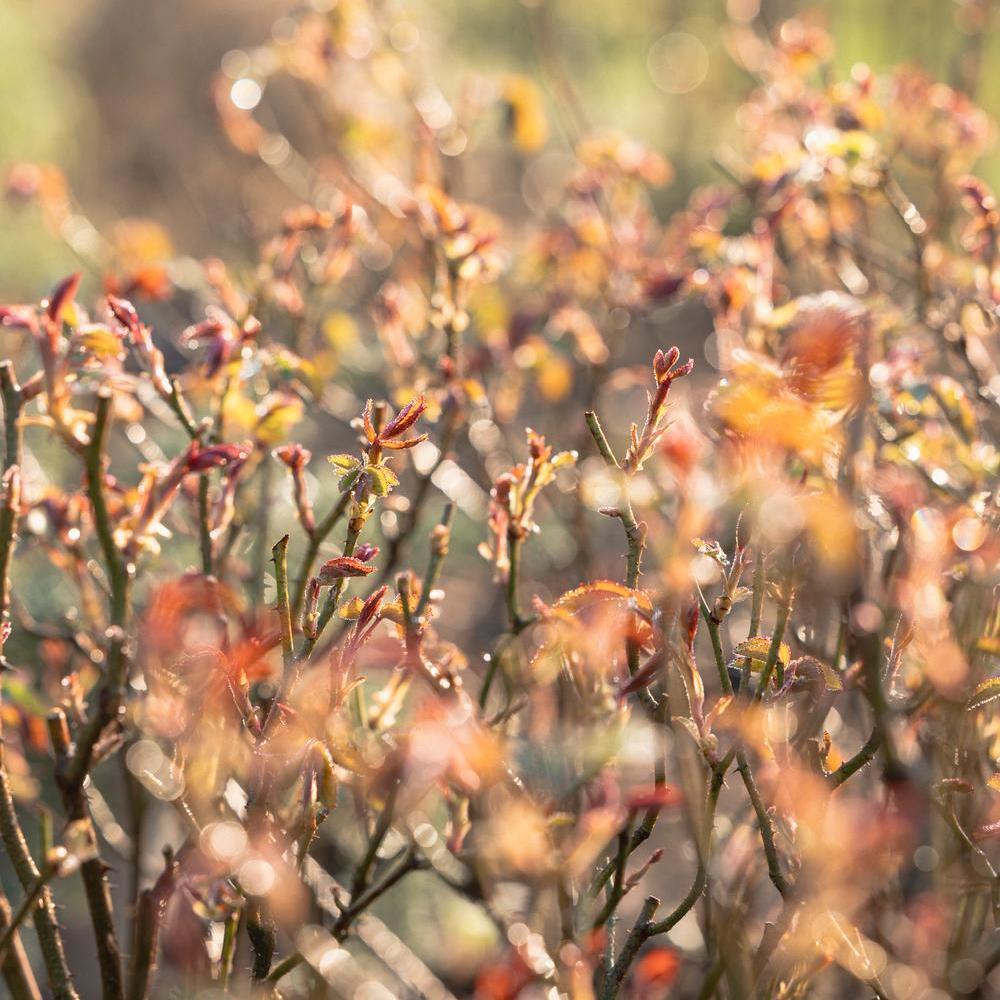 red Spring_Shoot_NewGrowth David Austin rose