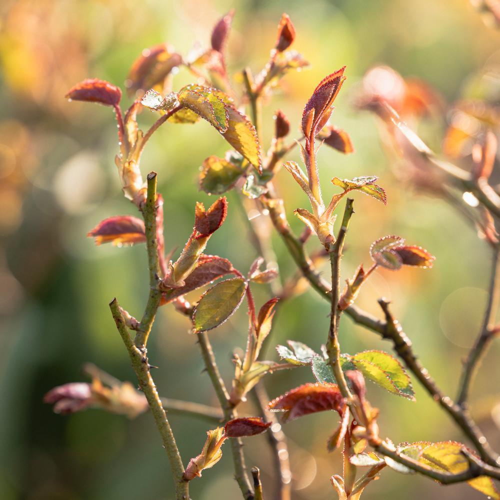 Spring_Shoot_NewGrowth David Austin rose