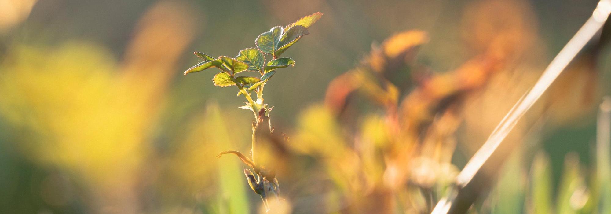 Spring_Shoot_NewGrowth David Austin rose
