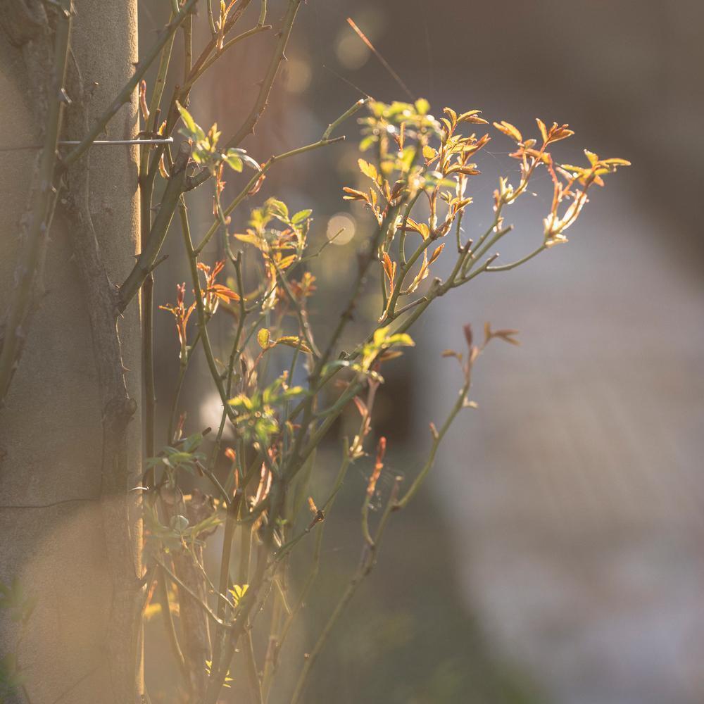 Spring_Shoot_NewGrowth David Austin rose