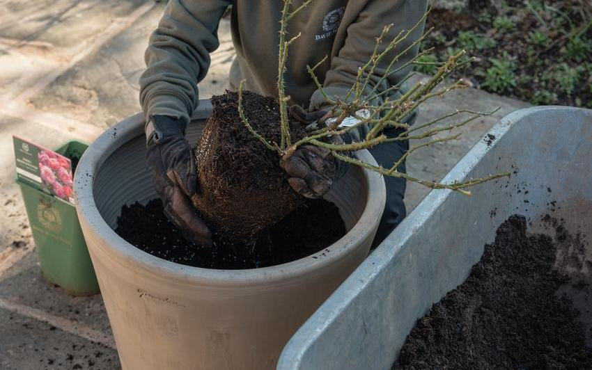 David Austin English shrub rose planted in a pot