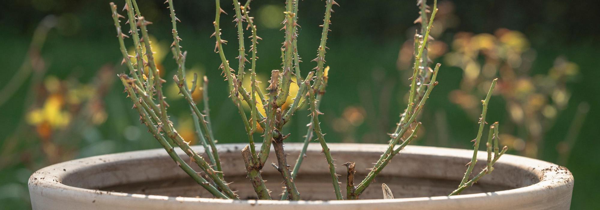 David Austin English shrub rose planted in a pot