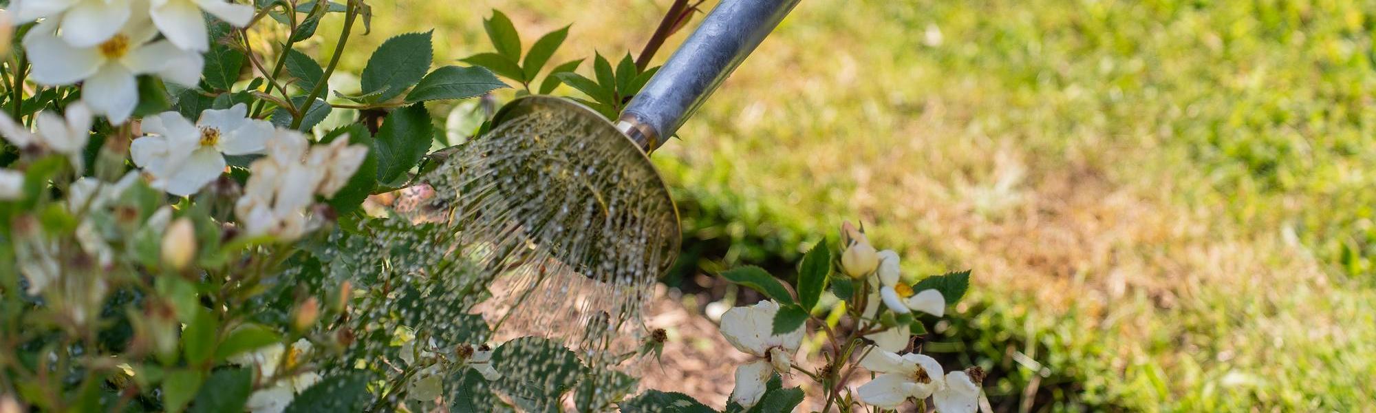 Person watering Kew Gardens white rose bred by David Austin