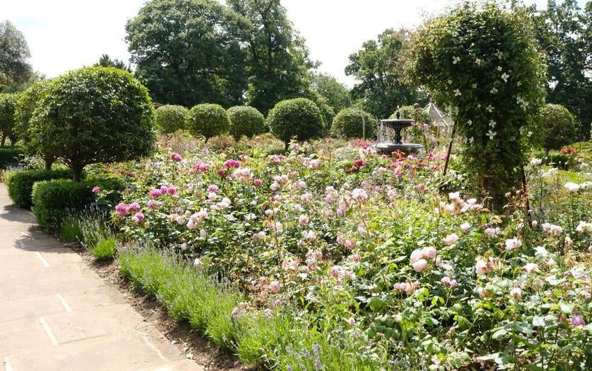English rose garden at Belvoir Caste featuring English roses