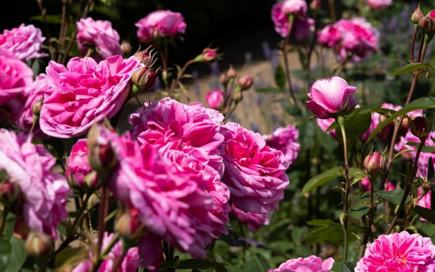 English rose garden at Belvoir Caste featuring English roses
