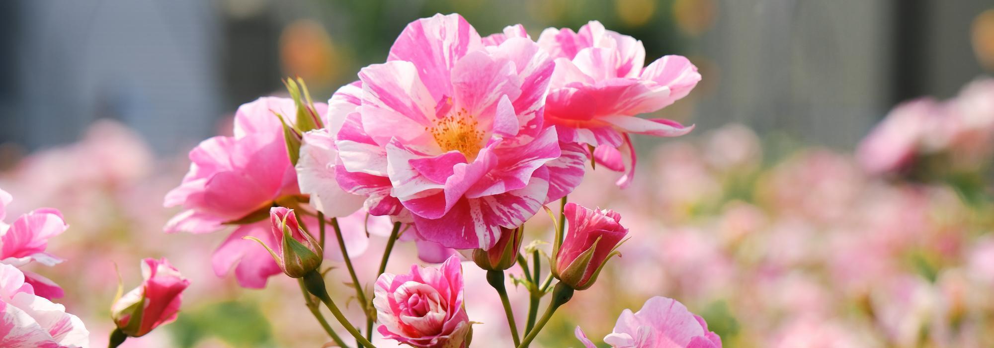 The King's Rose bred by David Austin pink and white stripe