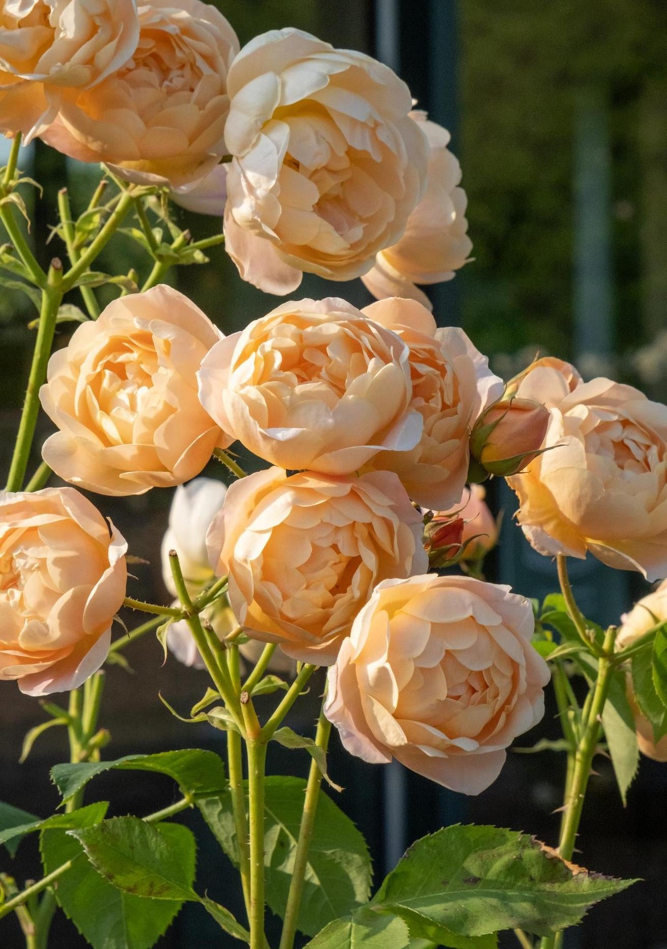 Dannahue apricot rose bred by David Austin