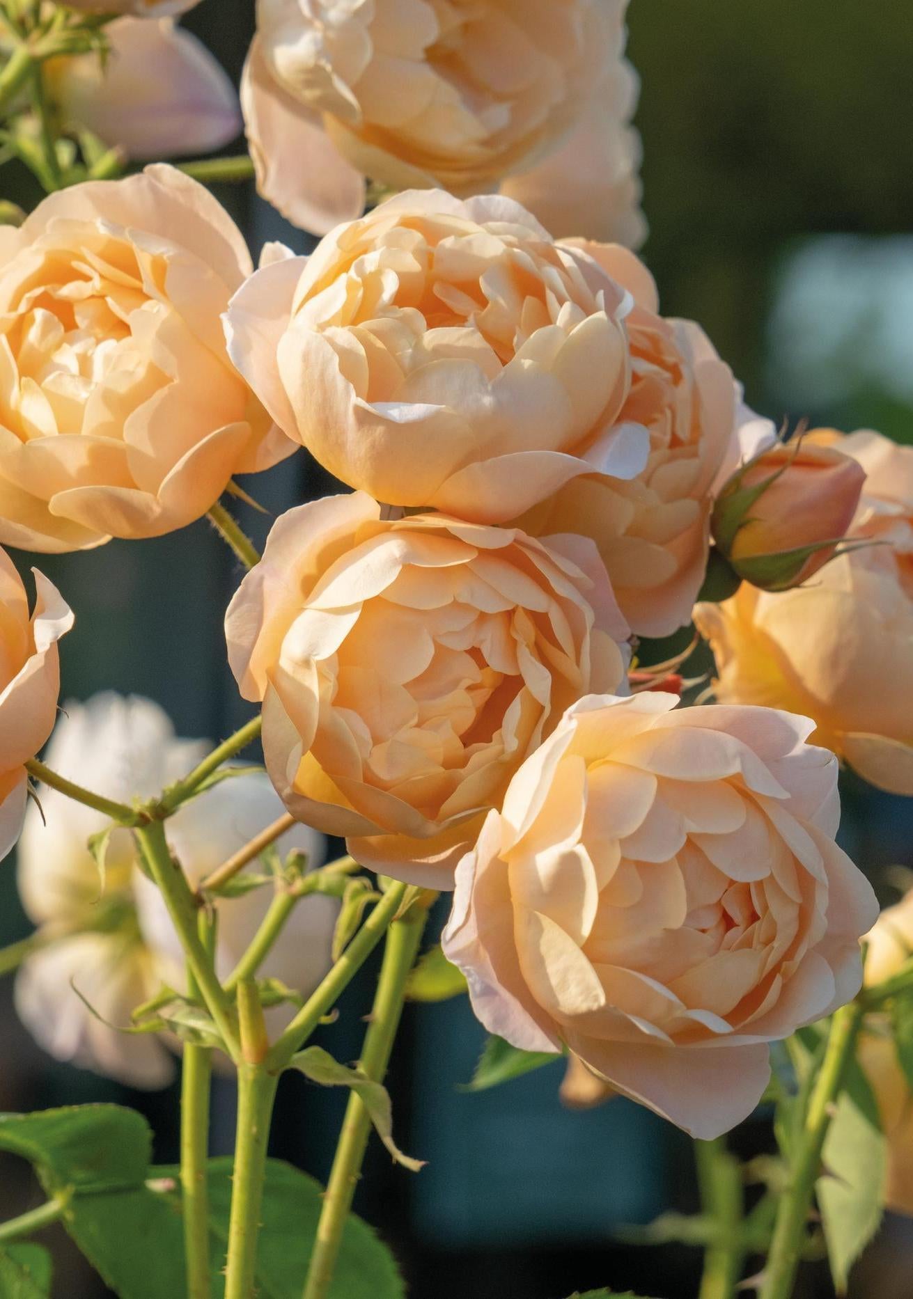 Dannahue orange rose bred by David Austin