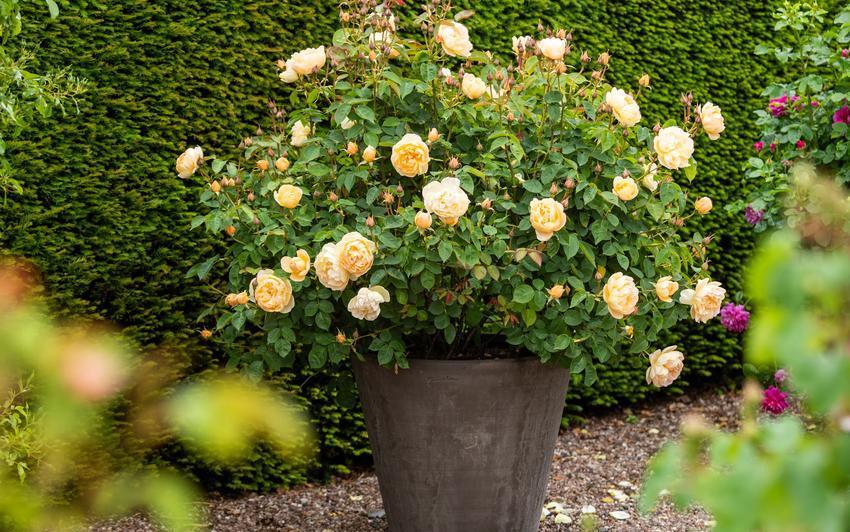 Dannahue rose bred by David Austin in a pot