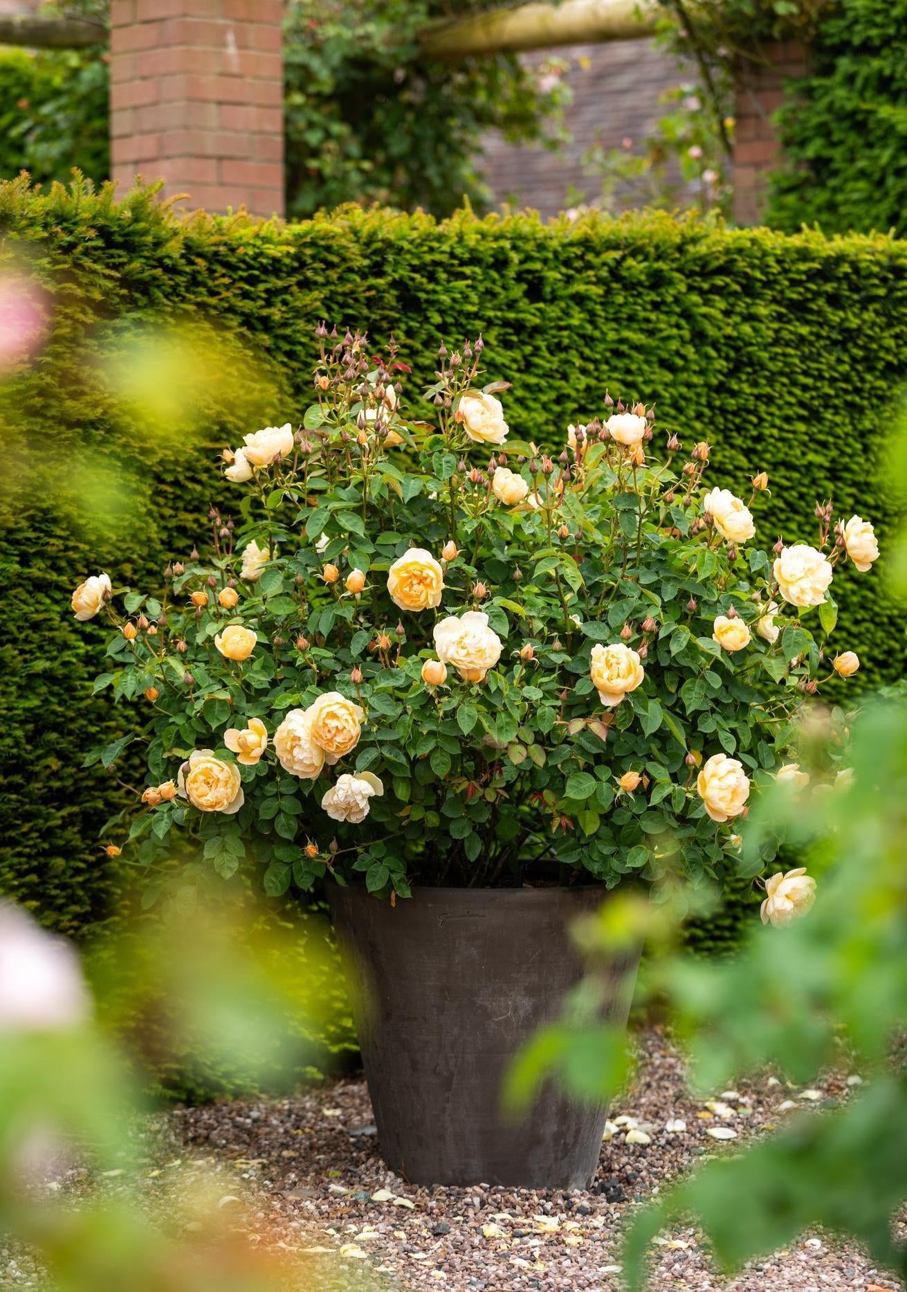 Dannahue_ apricot rose bred by David Austin in a pot