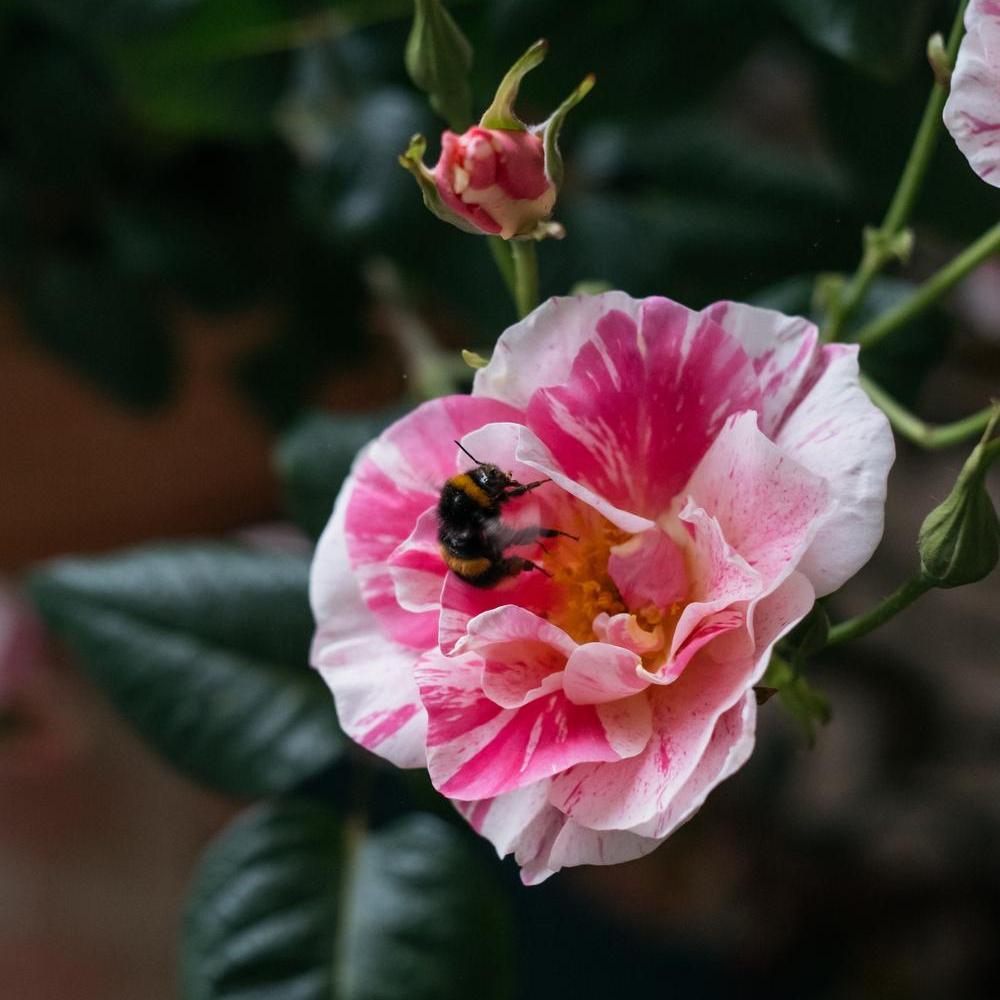 Image of The King's Rose with a bee, English rose by David Austin Roses.