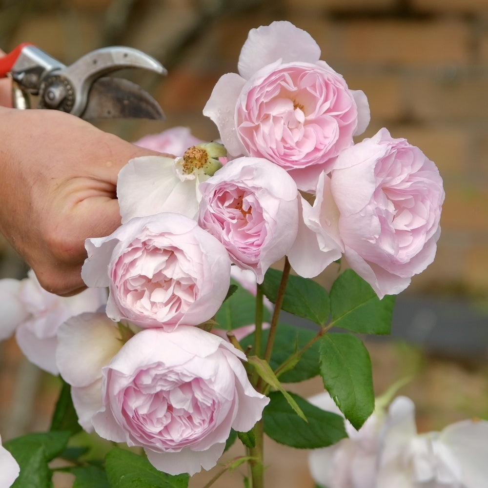 Person deadheading a pink English rose bred by David Austin