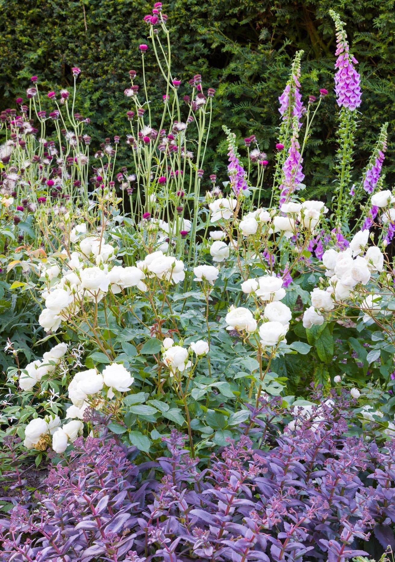 Desdemona white rose bred by David Austin