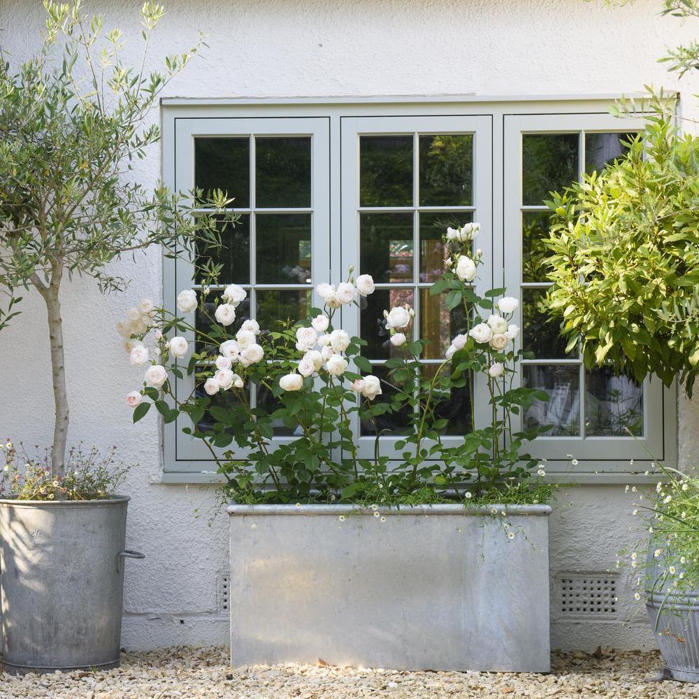 Rosa Desdemona, white rose bred by David Austin in a container against a house