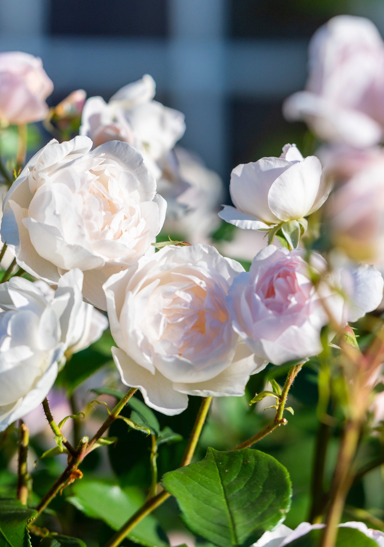 Desdemona white rose bred by David Austin