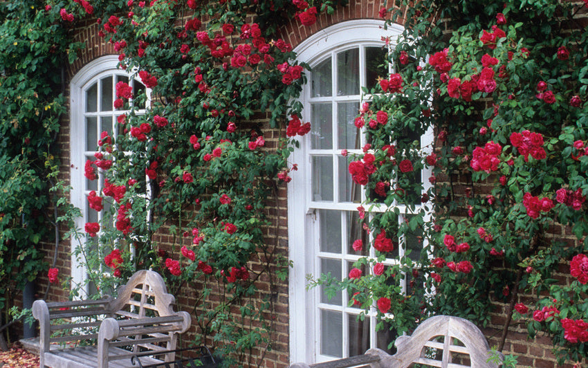 Rosa ‘Étoile de Hollande’ red climbing rose