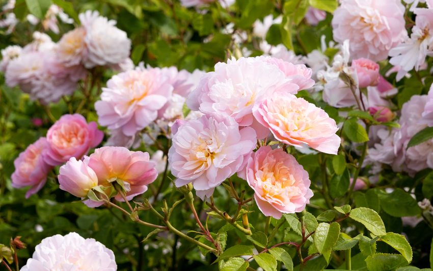Elizabeth by David Austin Roses