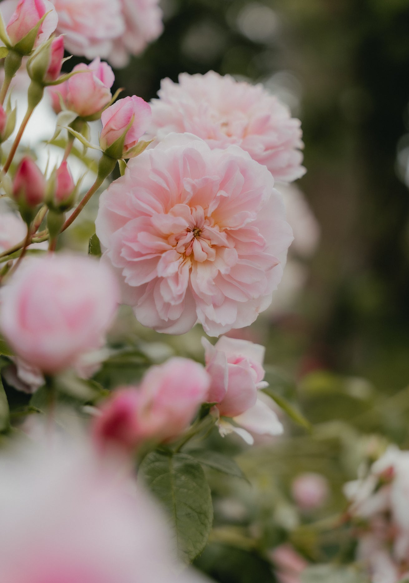 Elizabeth pink shrub rose bred by David Austin