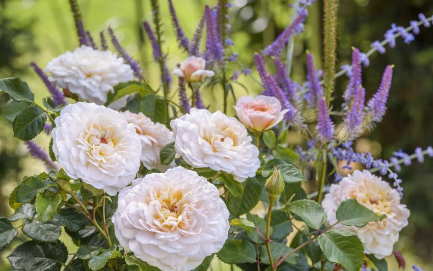 Emily Bronte, rose bred by David Austin.