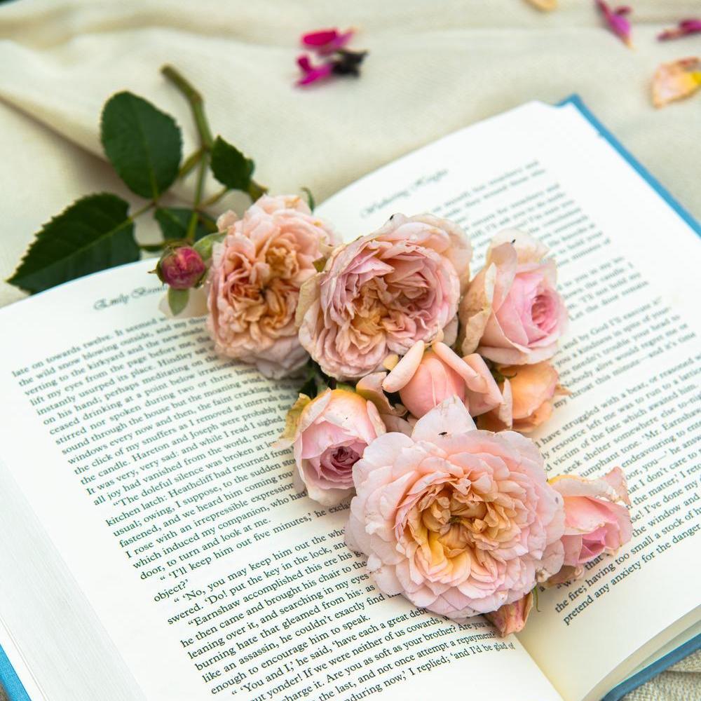 English rose Emily Bronte by David Austin displayed on a book