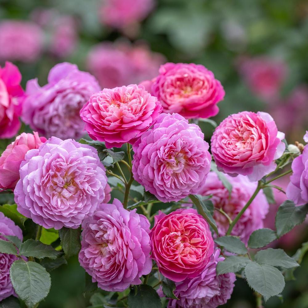 Emma Bridgewater rose bred by David Austin