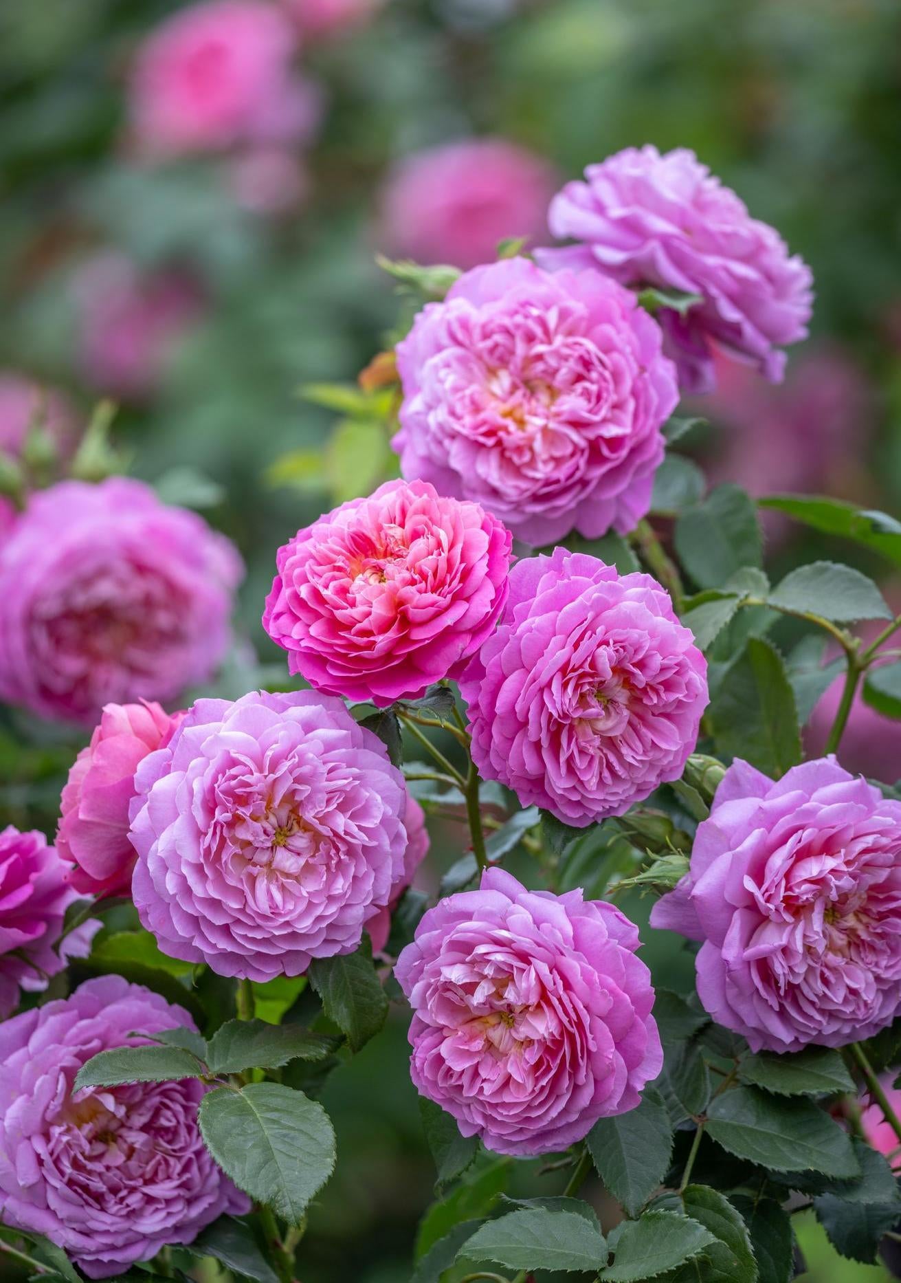 Emma_Bridgewater pink shrub rose bred by David Austin