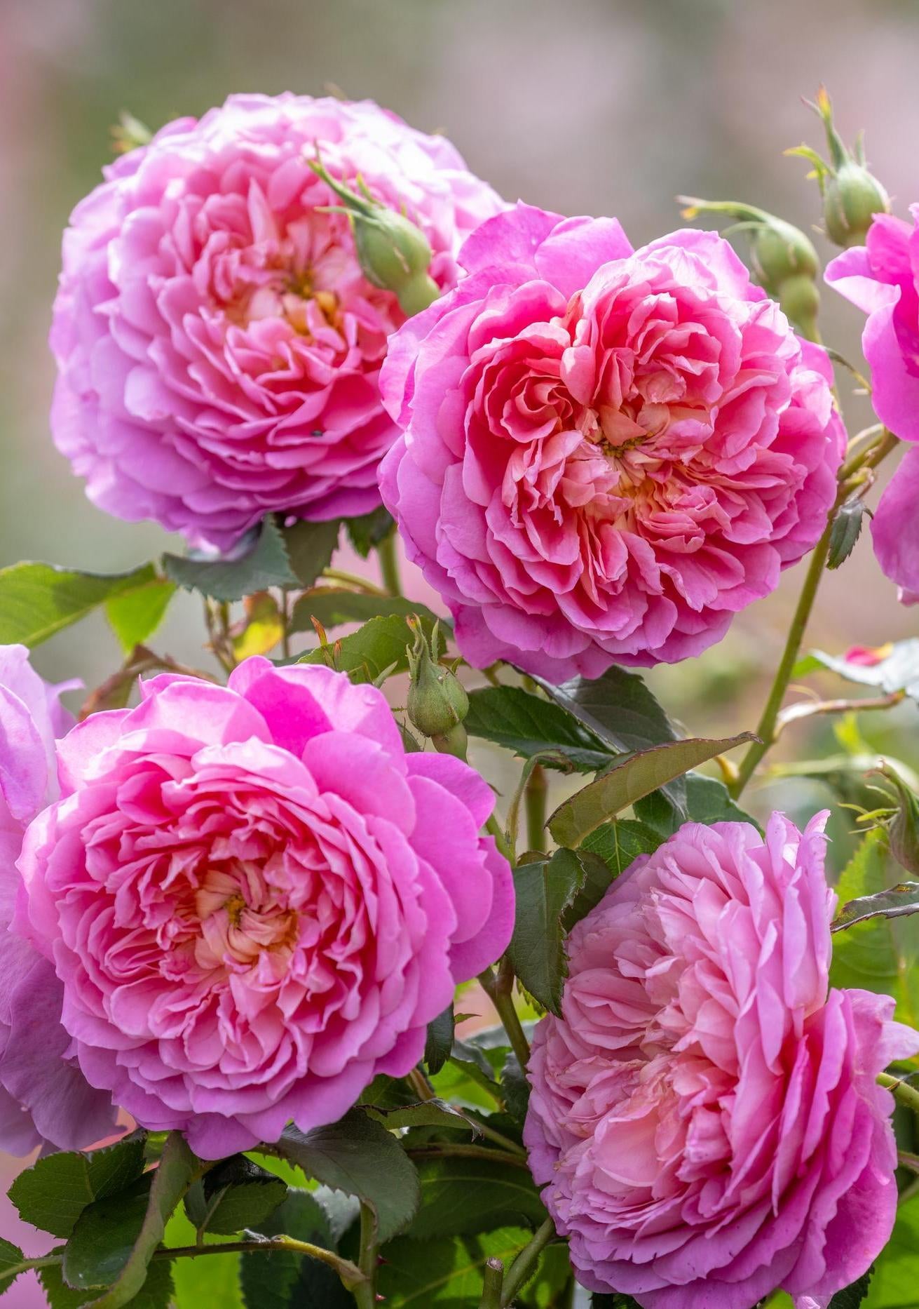 Emma_Bridgewater pink rose bred by David Austin