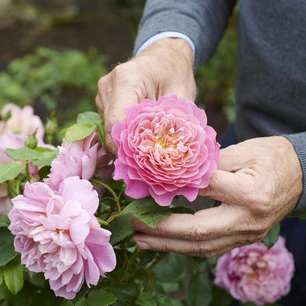 Man holding Emma Bridgewater rose bred by David Austin