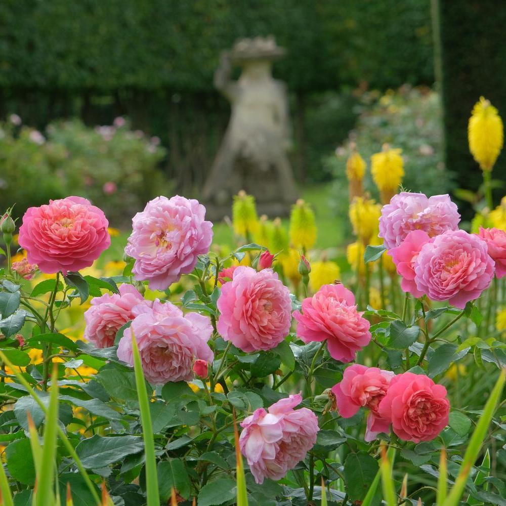 Emma Bridgewater rose bred by David Austin growing in David Austin's garden in Shropshire.