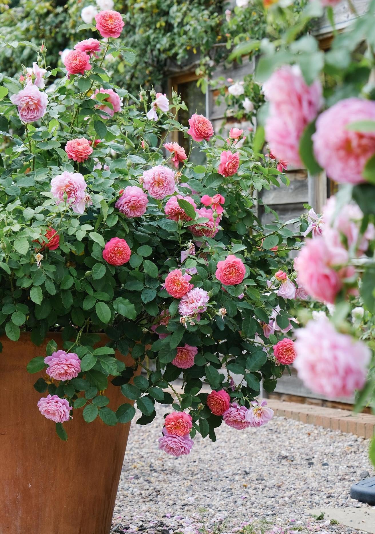 Emma Bridgewater pink rose bred by David Austin