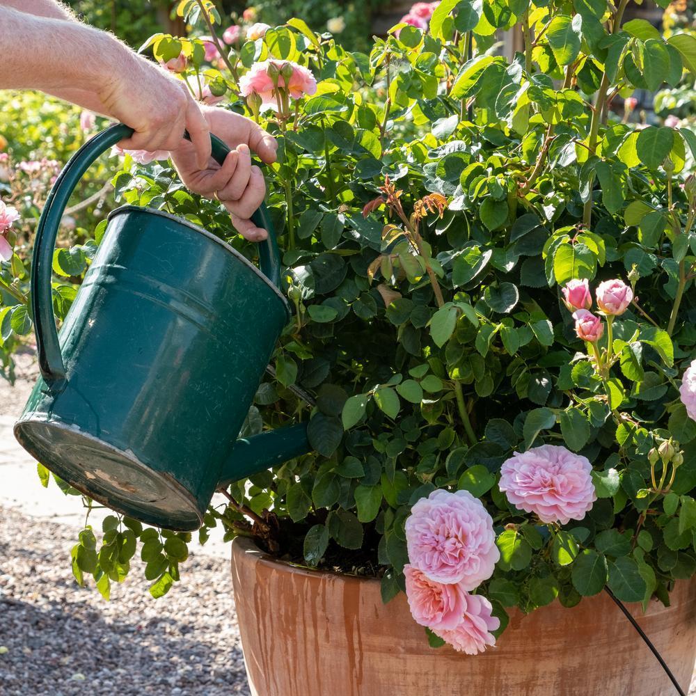 Image of a person using a Haws watering can to water Eustacia Vye, a rose bred by David Austin Rose, in a pot.