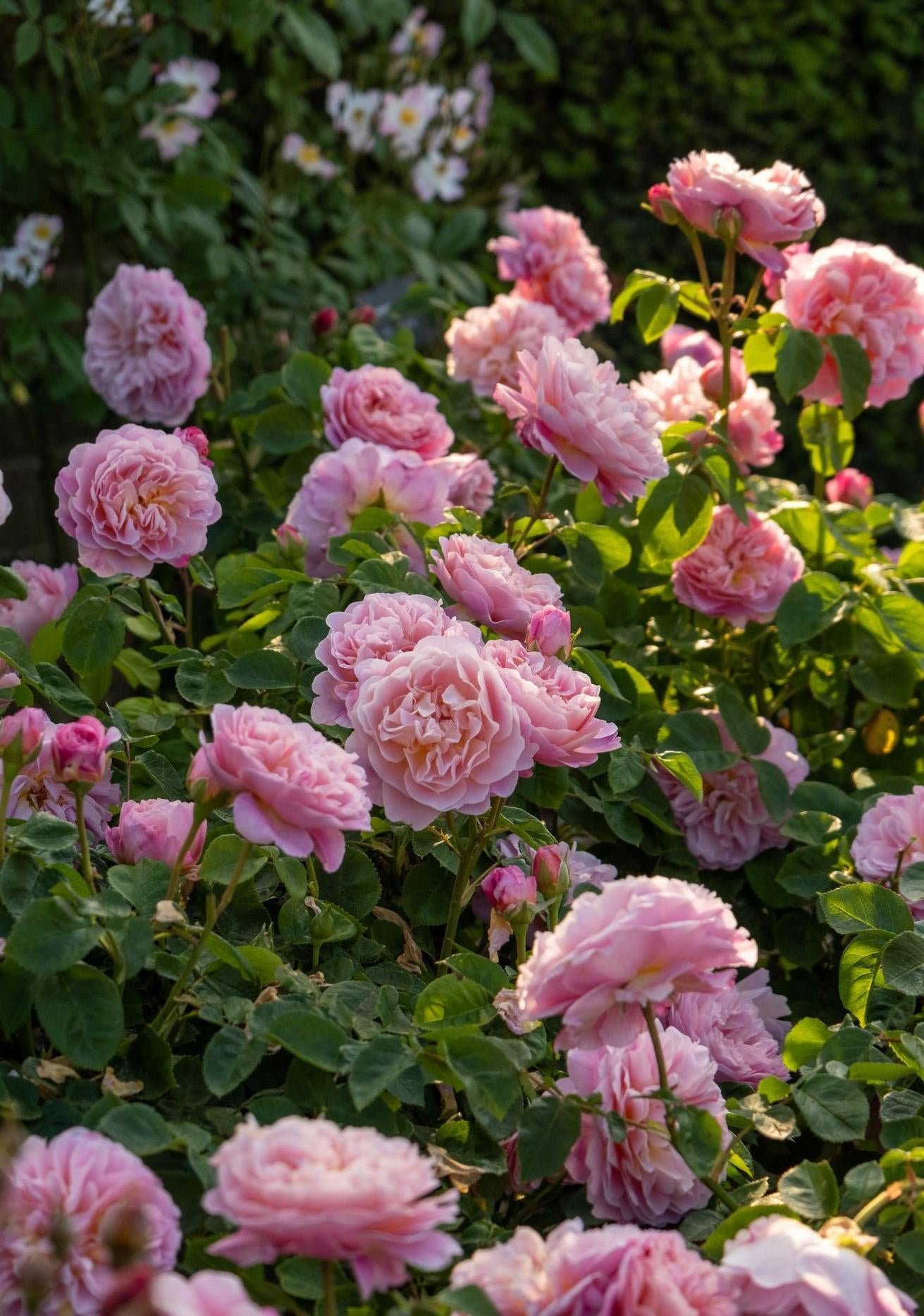 Eustacia_Vye pink rose bred by David Austin