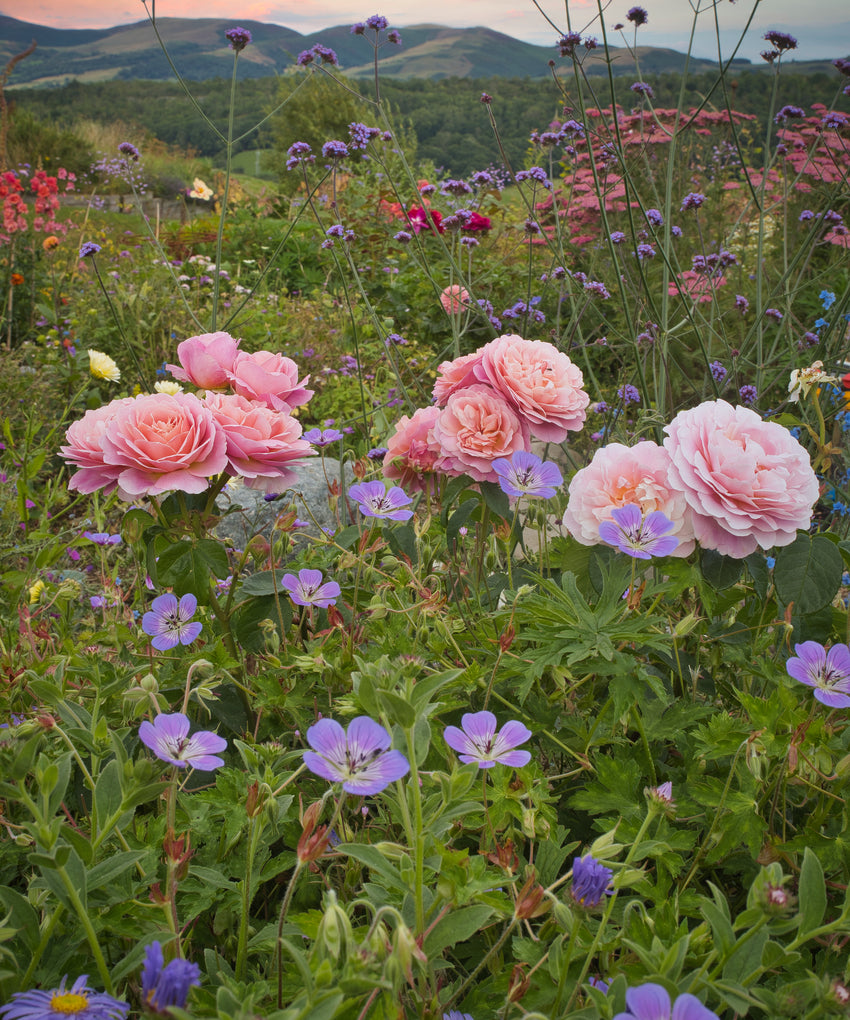 Eustacia Vye, prink shrub rose bred by David Austin in a lifestyle setting with companion plants