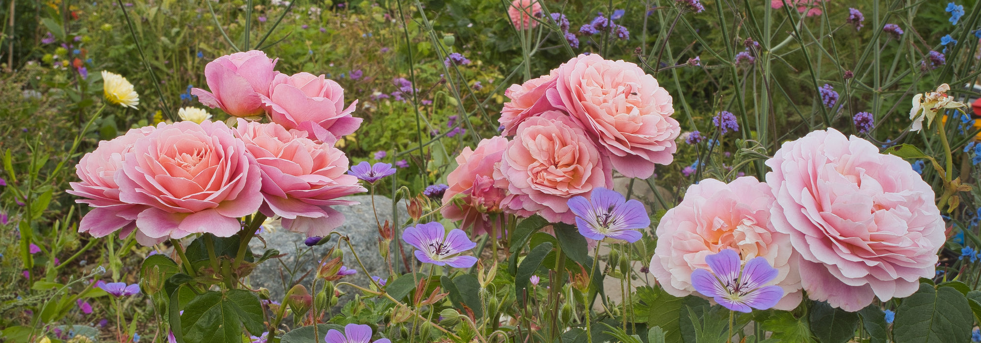 Eustacia Vye pink rose bred by David Austin with Sweet Heidy geraniums