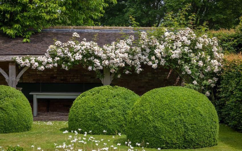 Francis_E._Lester rambling rose growing up a structure