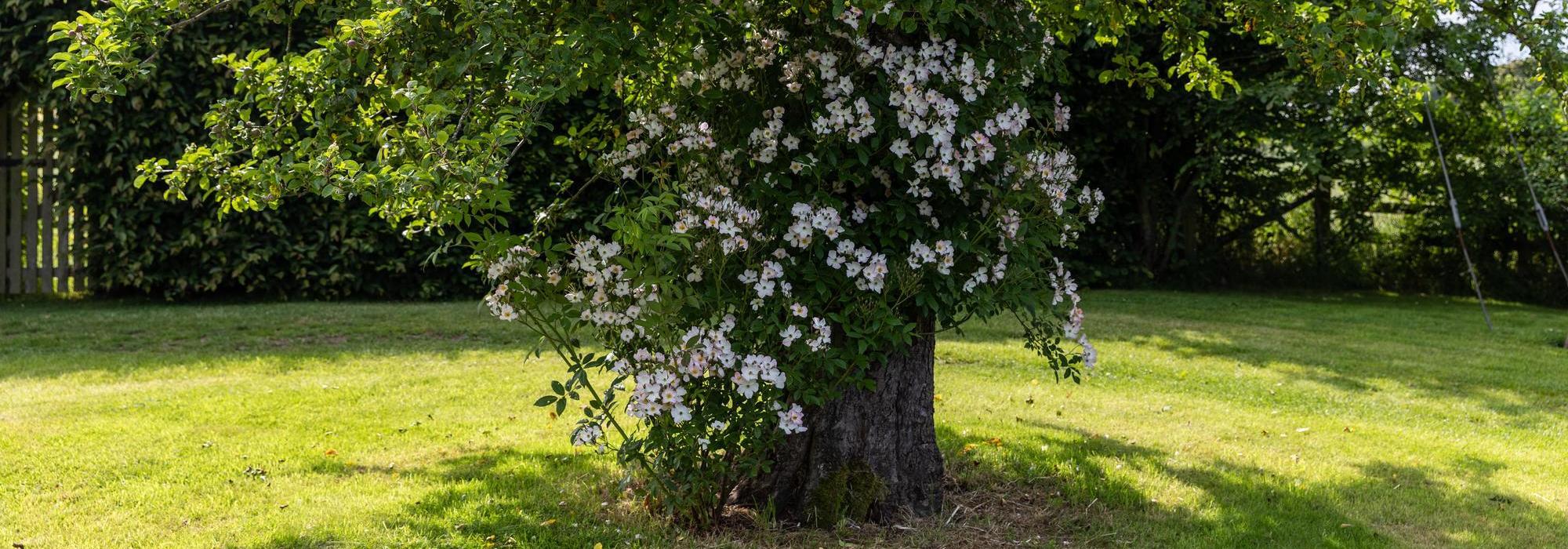 Francis_E._Lester growing up the base of a tree