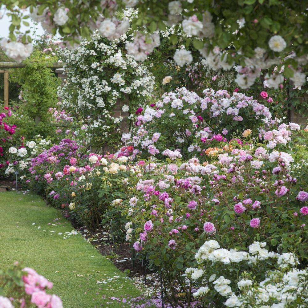 David Austin rose gardens mixed borders with petals on the ground