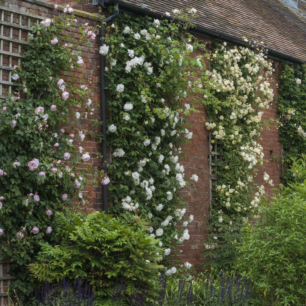 climbing roses all on a wall