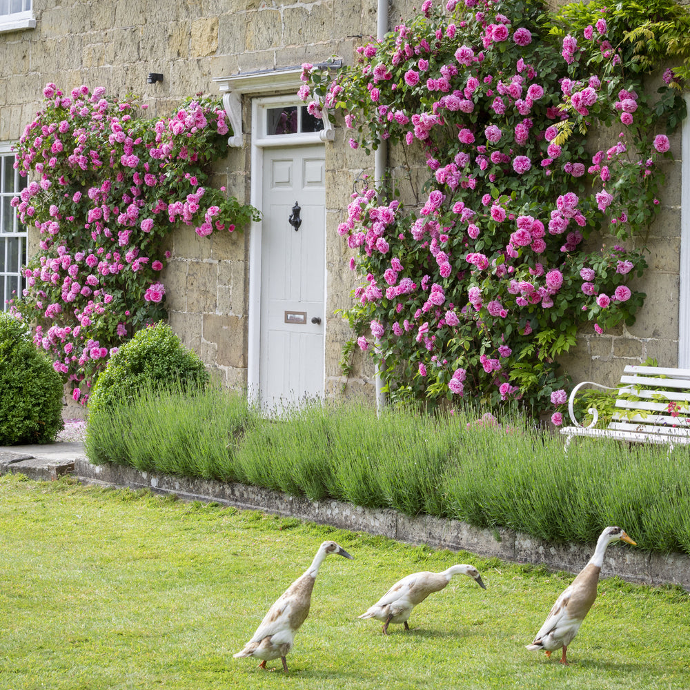 Gertrude Jekyll (Ausbord) | English Climbing Rose | David Austin Roses