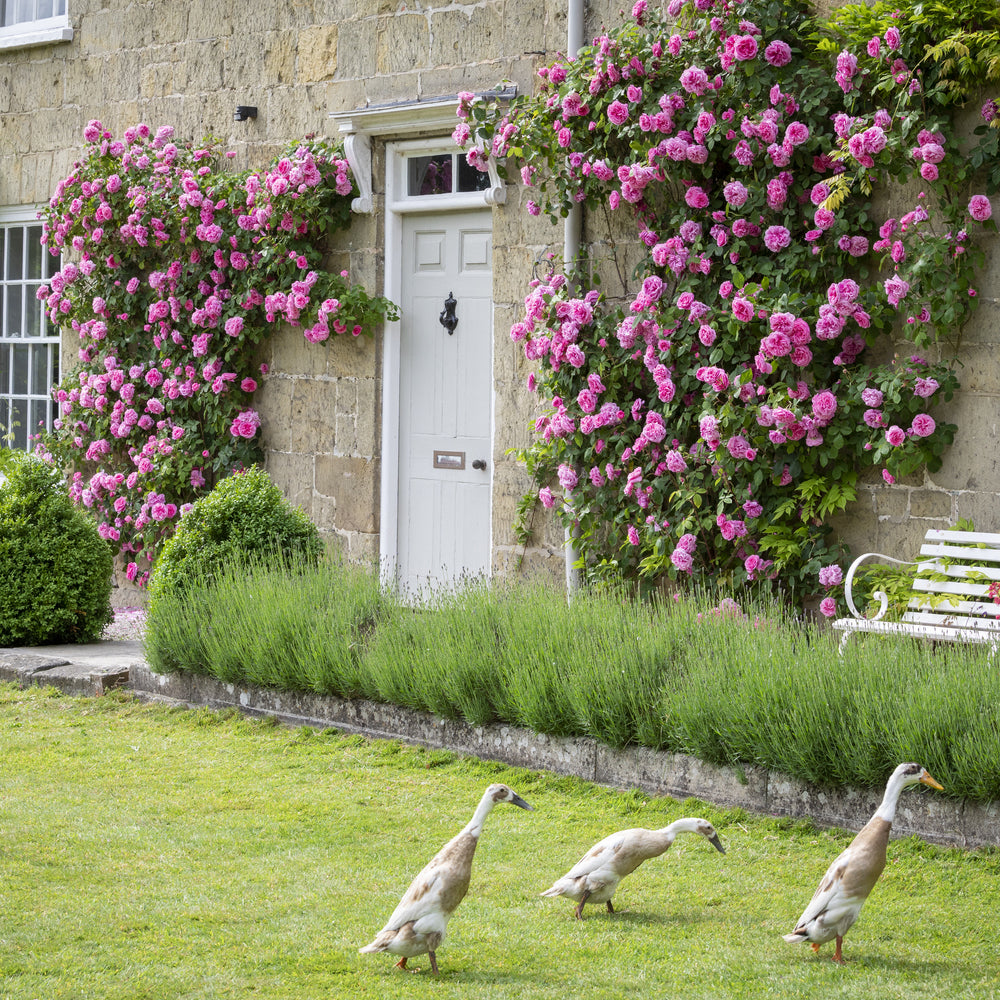 Gertrude Jekyll pink rose growing up a wall with some runner ducks in the garden