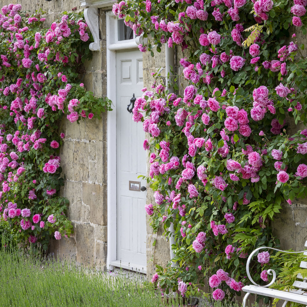 Gertrude Jekyll®